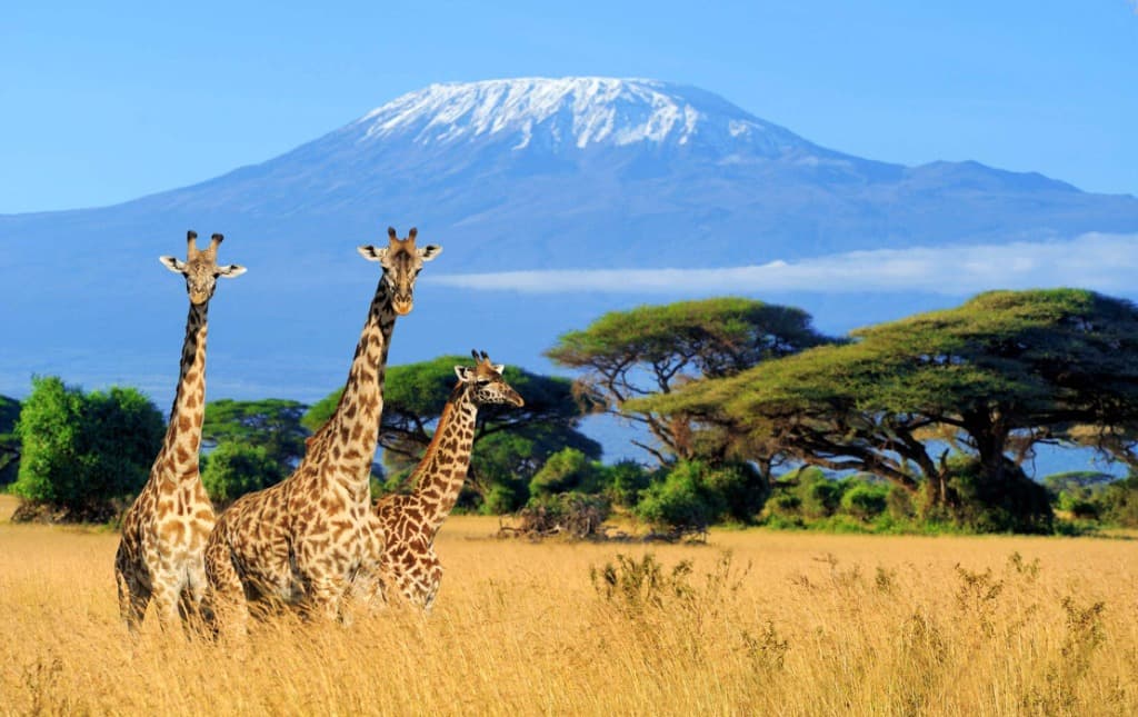 Giraffes in front of Mount Kilimanjaro - Tanzania Safari
