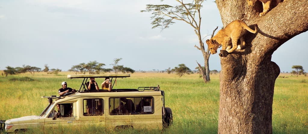 Safari Lion Experience Tanzania